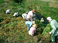 有害帰化植物駆除作戦参加